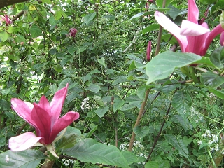 Great Dixter